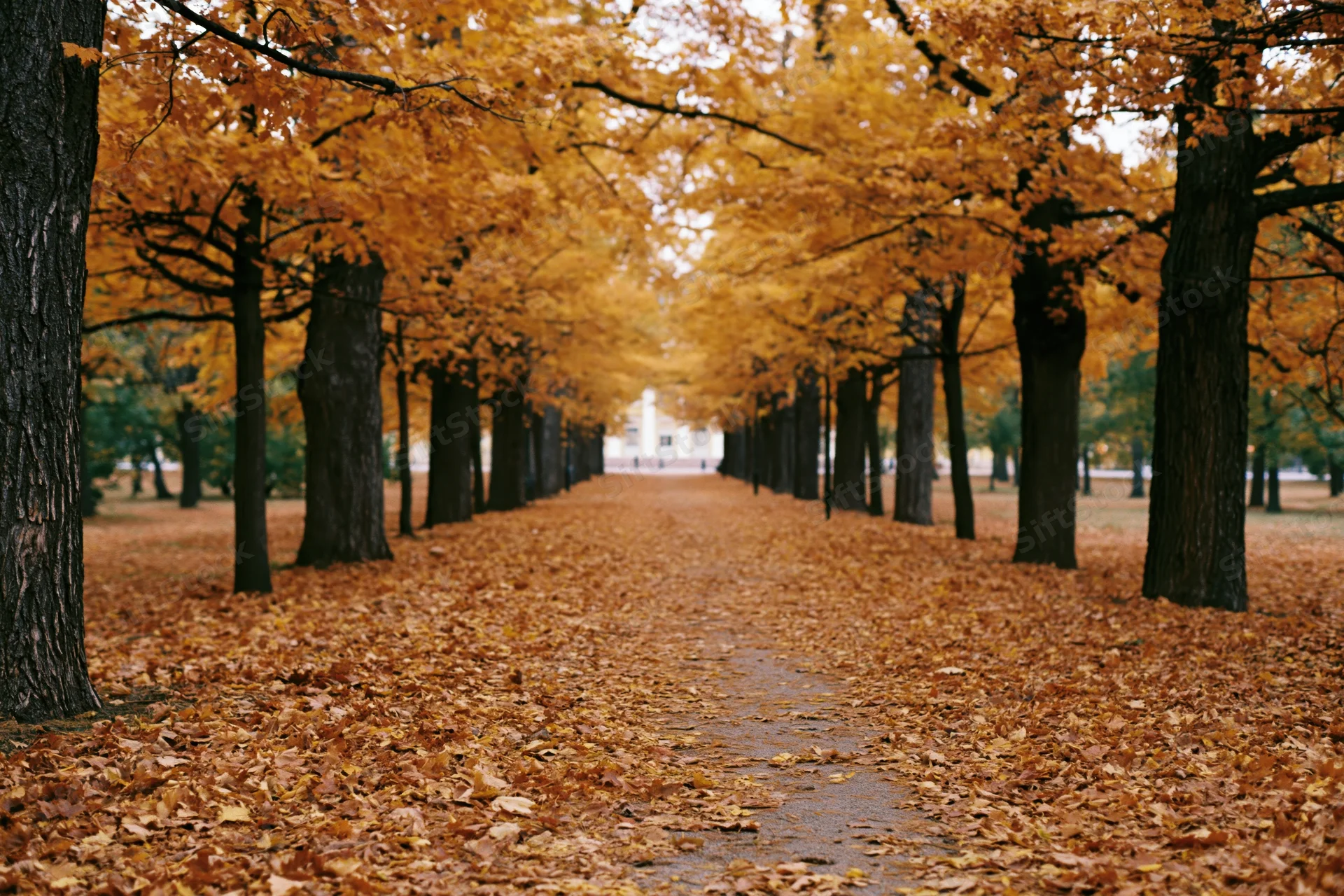 Tree-lined pathway covered in fallen autumn leaves in a park