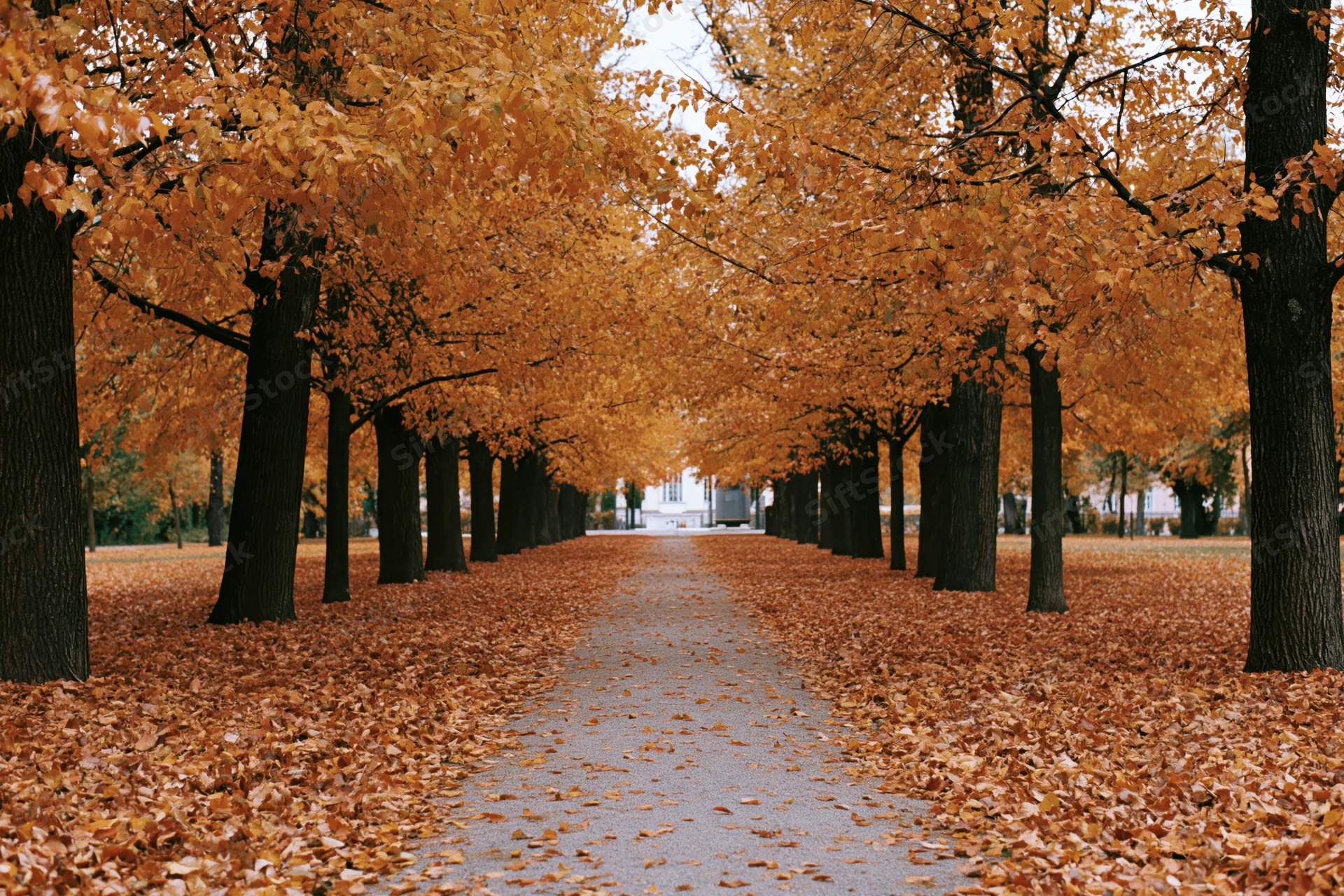 Tree-lined pathway covered in fallen autumn leaves in a park