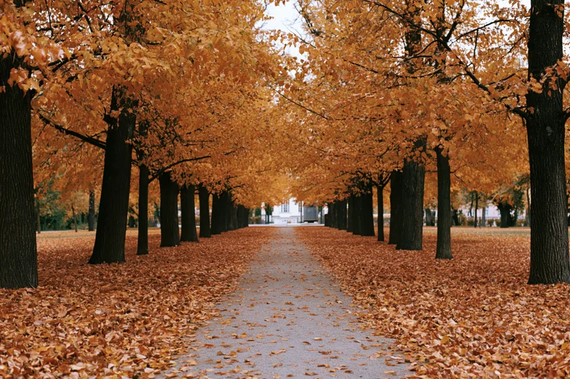 Tree-lined pathway covered in fallen autumn leaves in a park