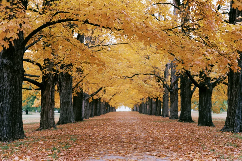 Tree-lined pathway covered in fallen autumn leaves in a park