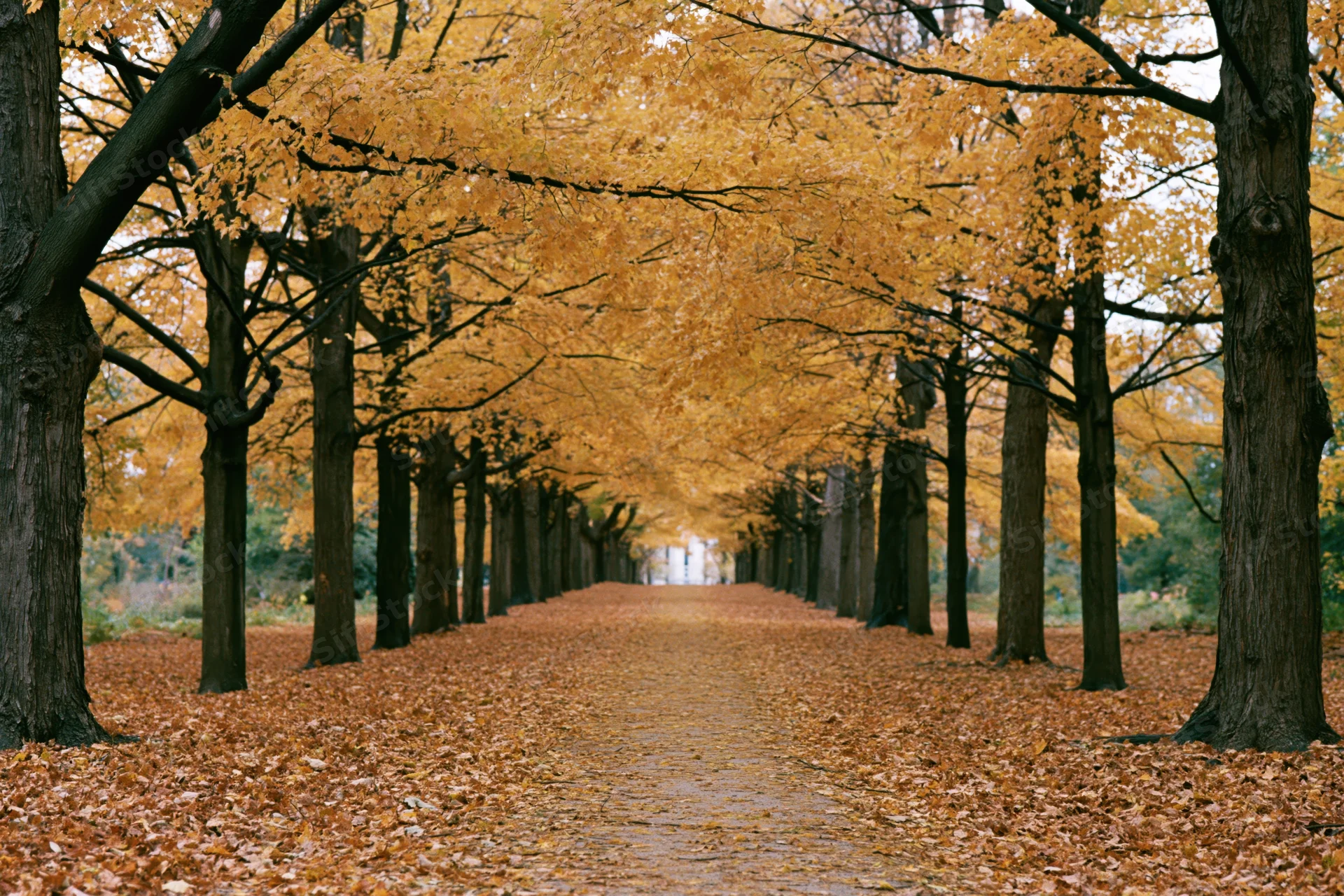 Tree-lined pathway covered in fallen autumn leaves in a park