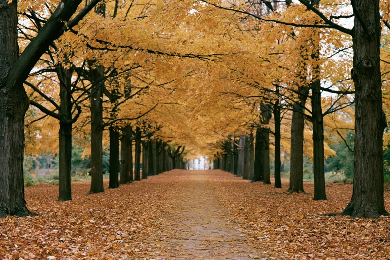 Tree-lined pathway covered in fallen autumn leaves in a park
