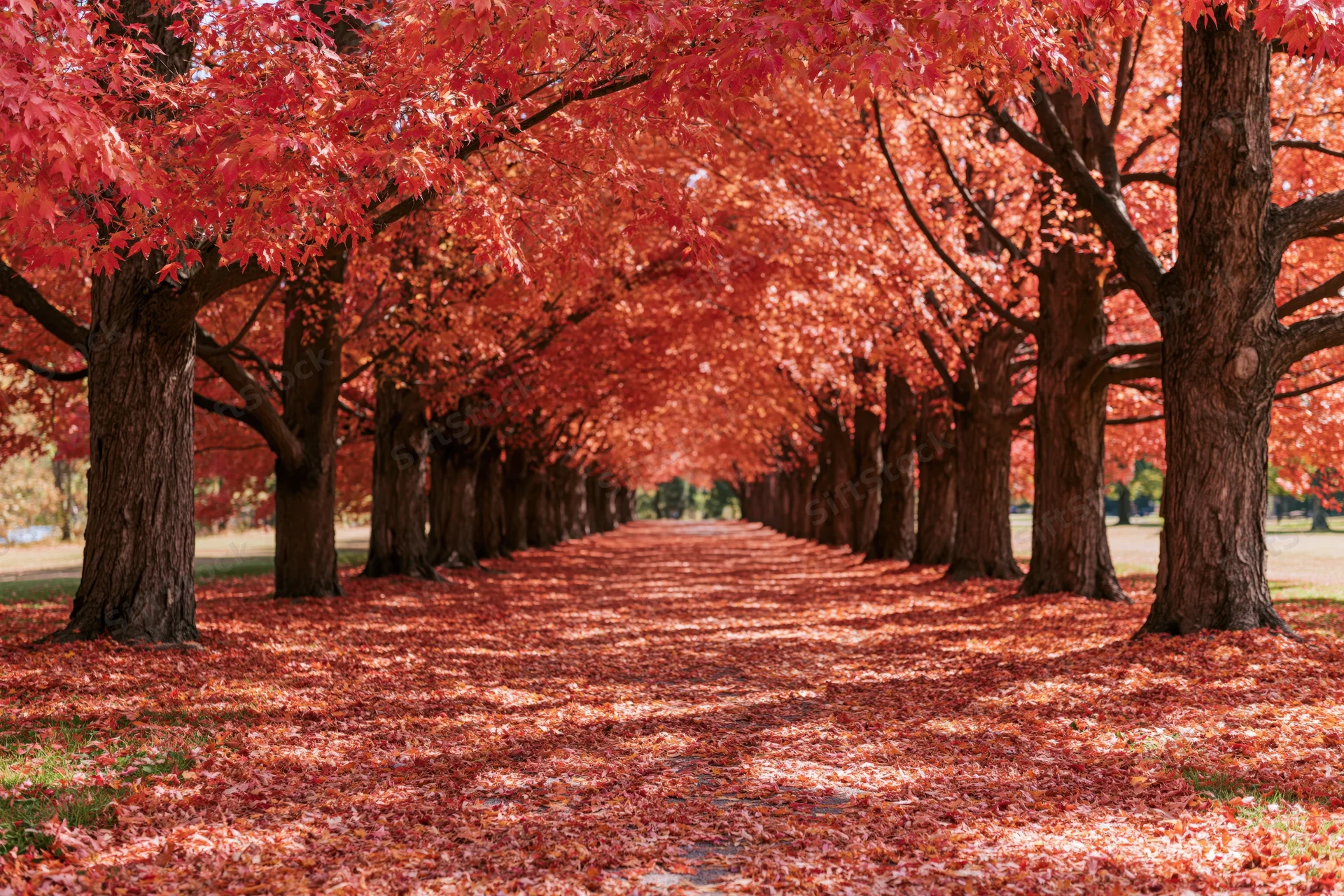 Tree-lined pathway covered in fallen red and orange leaves in a park during autumn