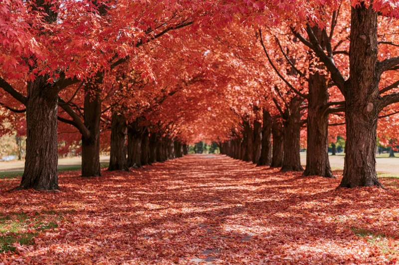 Tree-lined pathway covered in fallen red and orange leaves in a park during autumn