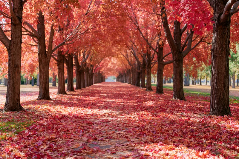 Tree-lined pathway covered in fallen red and orange leaves in a park during autumn