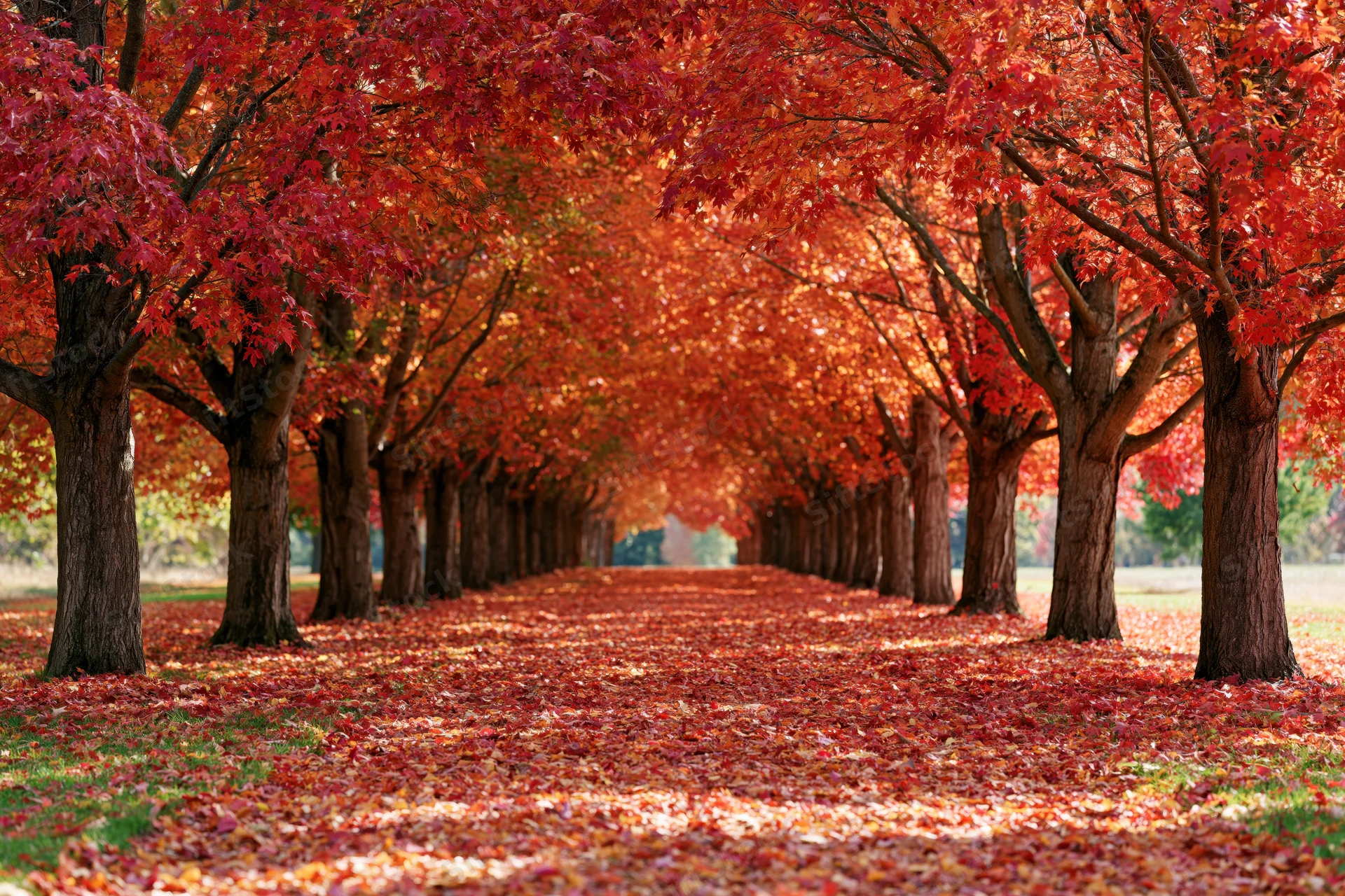Tree-lined pathway covered in fallen red and orange leaves in a park during autumn