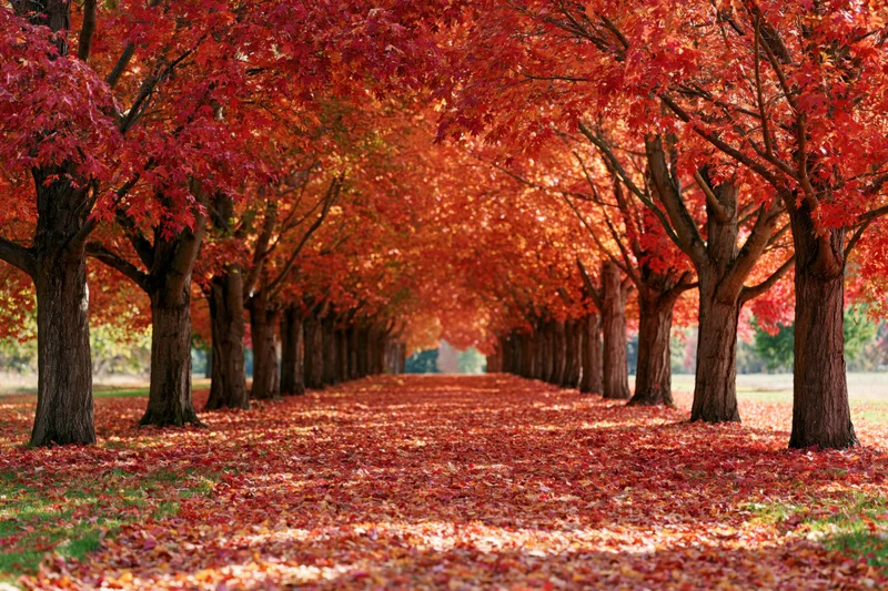 Tree-lined pathway covered in fallen red and orange leaves in a park during autumn
