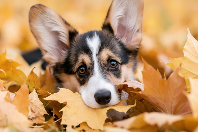 Tricolor corgi puppy peeking from a pile of autumn leaves outdoors