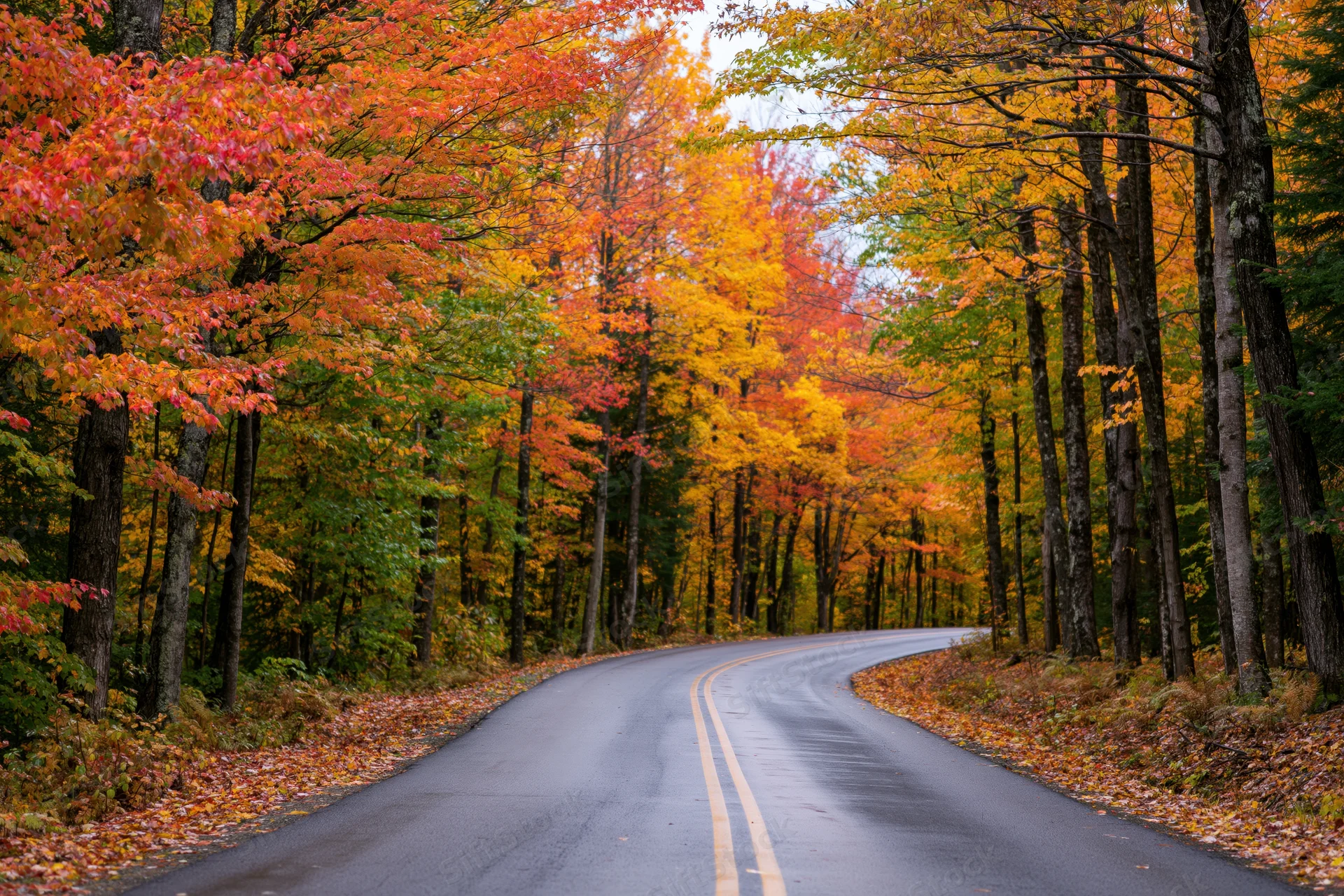 Winding asphalt road through autumn forest with colorful foliage lining both sides