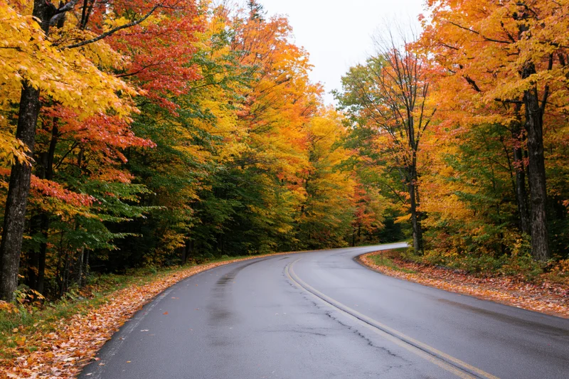 Winding asphalt road through autumn forest with colorful foliage and fallen leaves along the sides