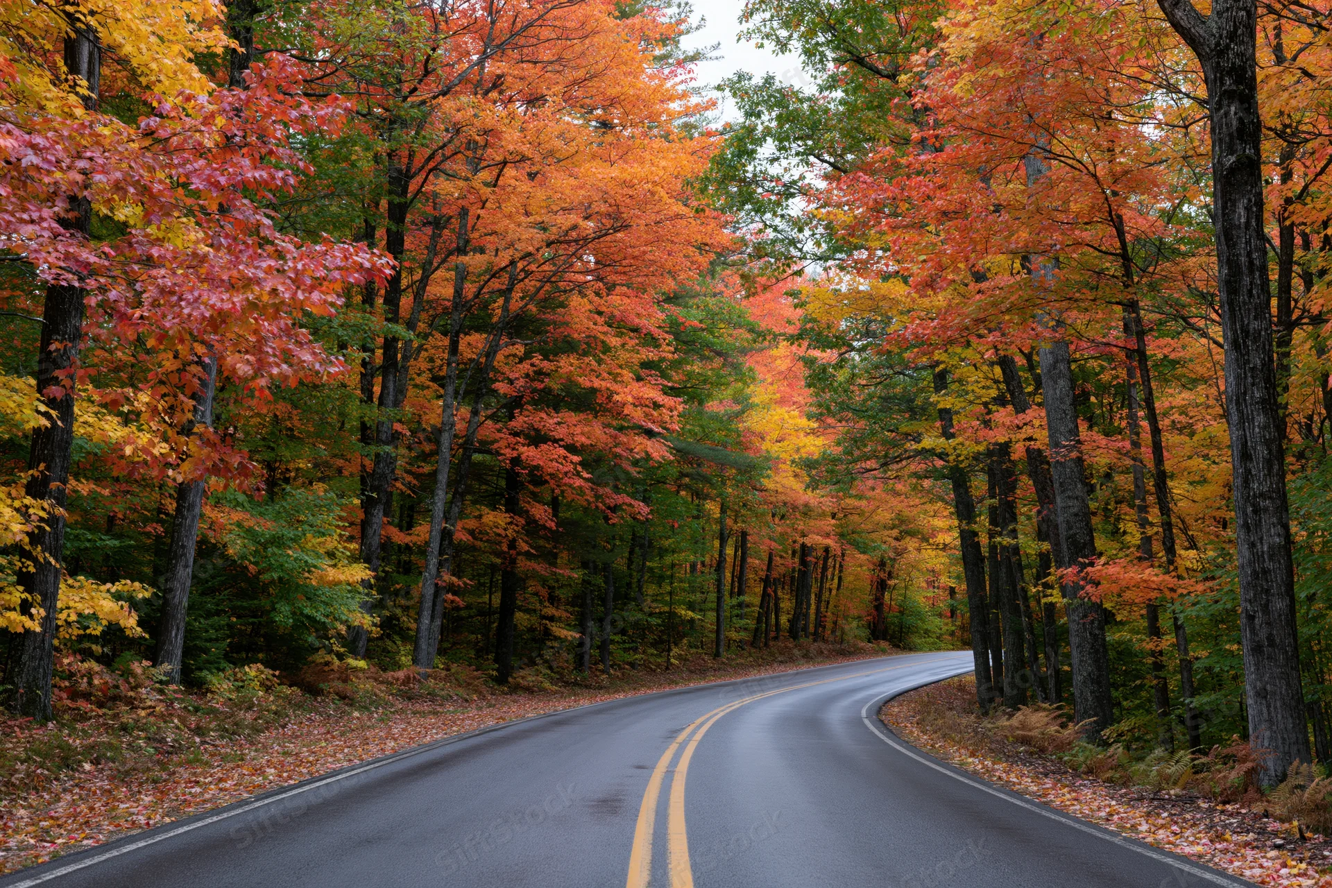 Winding asphalt road curving through dense autumn forest with colorful foliage lining both sides