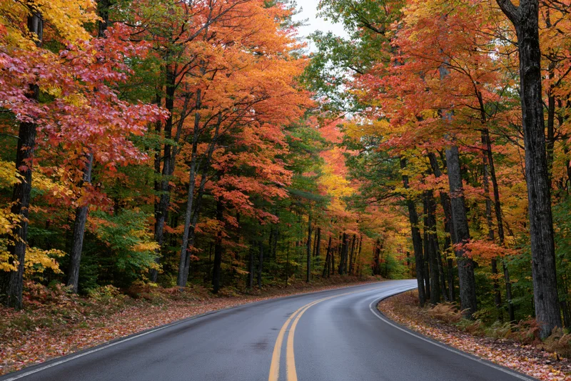 Winding asphalt road curving through dense autumn forest with colorful foliage lining both sides