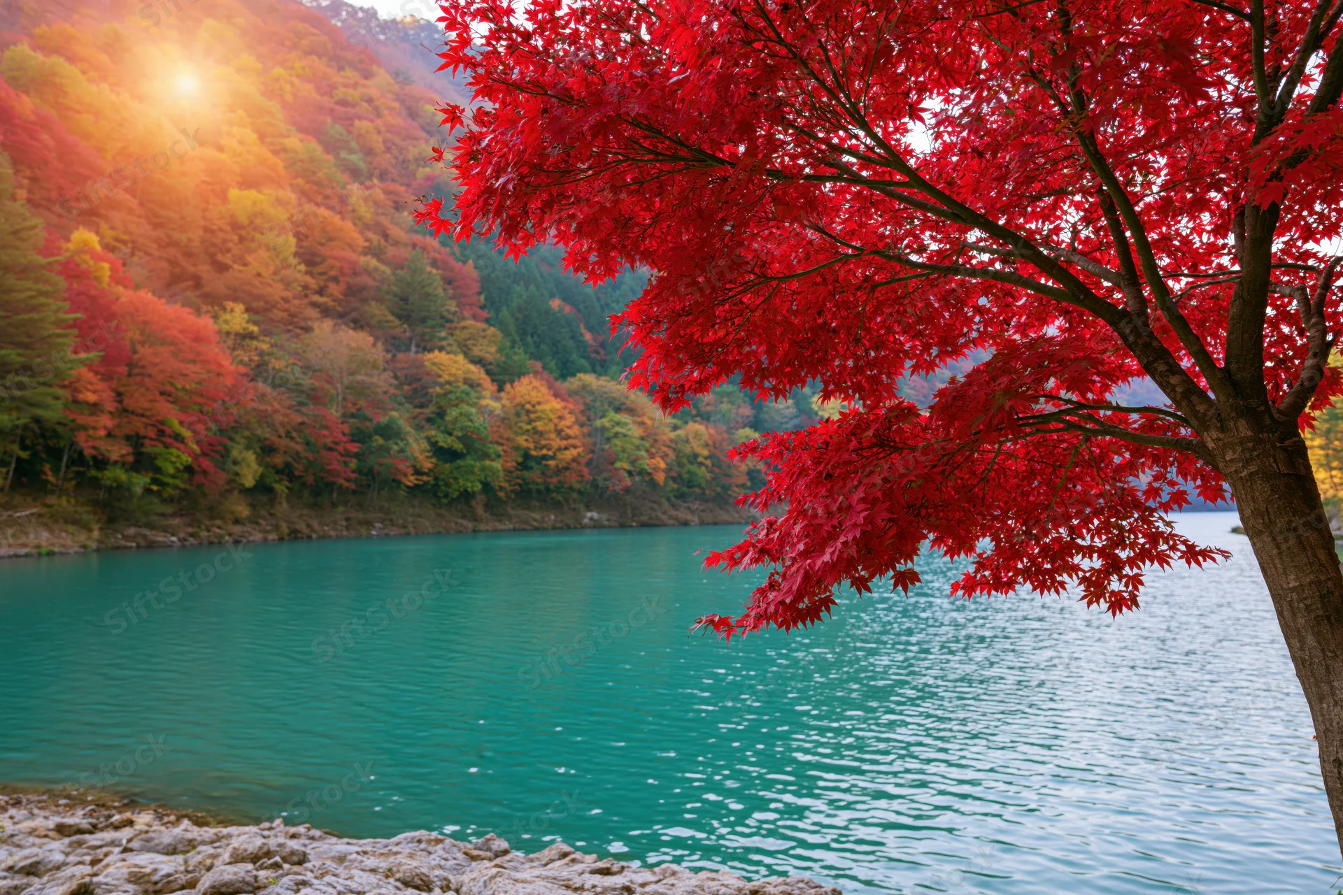 Red maple tree overhanging a calm turquoise lake surrounded by autumn forest at sunrise