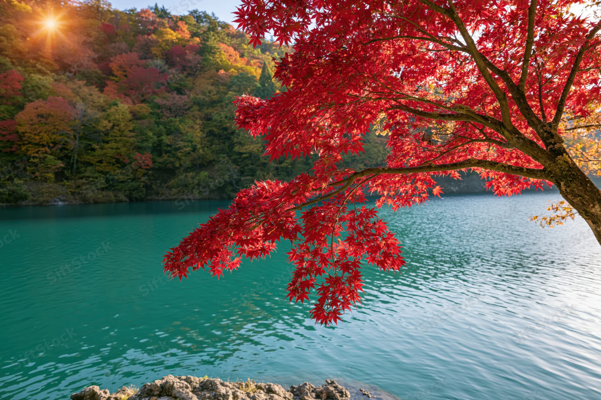 Red maple tree overhanging a calm turquoise lake in autumn forest