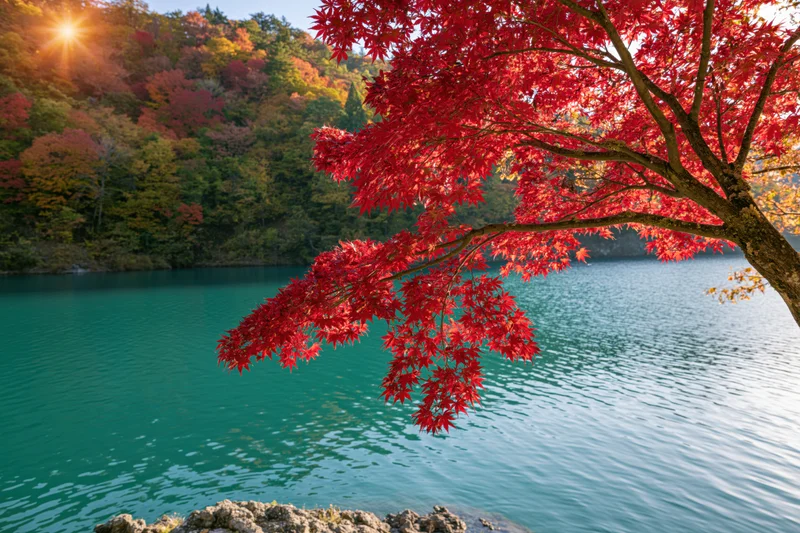 Red maple tree overhanging a calm turquoise lake in autumn forest