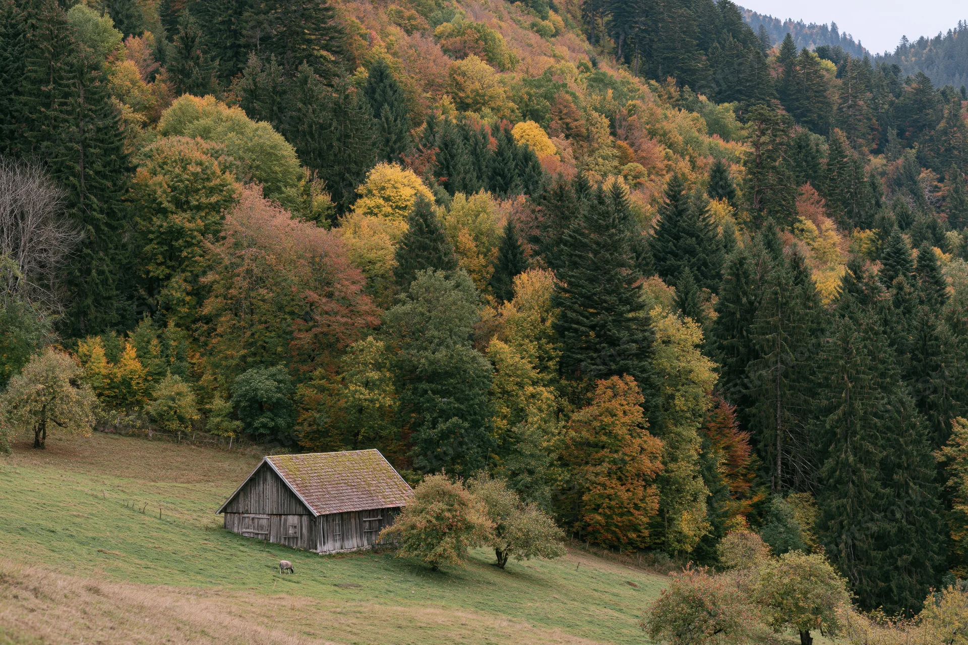 Weathered wooden barn on a sloping green meadow surrounded by autumn forest