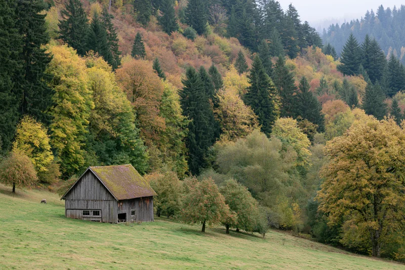 Weathered wooden barn on a sloping green meadow surrounded by autumn forest