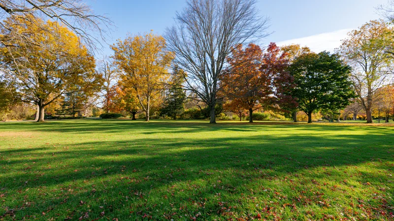 Autumn trees with colorful foliage in a public park lawn under clear blue sky