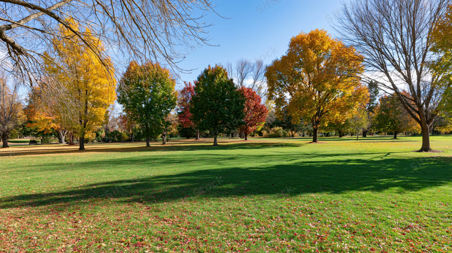 Autumn trees with colorful foliage in a grassy park under blue sky