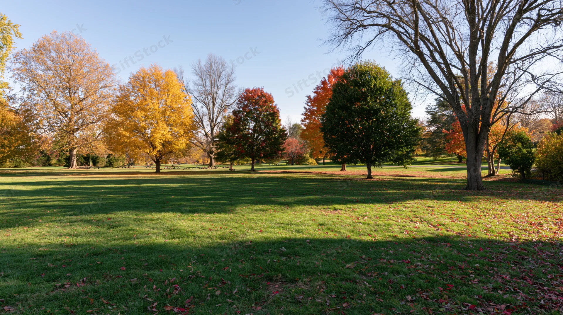 Autumn trees with colorful foliage in a grassy park under clear blue sky