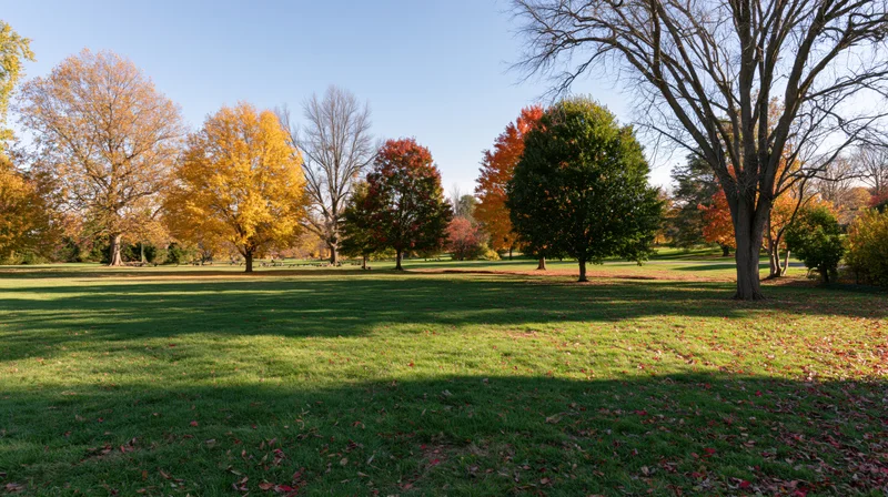 Autumn trees with colorful foliage in a grassy park under clear blue sky
