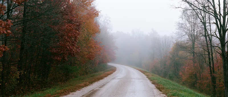 Wet gravel road winding through foggy autumn forest