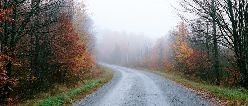 Wet gravel road curving into foggy autumn forest