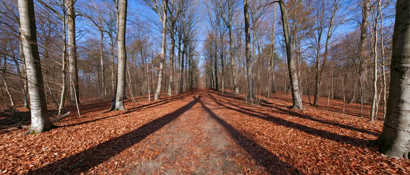 Wide dirt path covered in fallen autumn leaves through a bare forest under blue sky