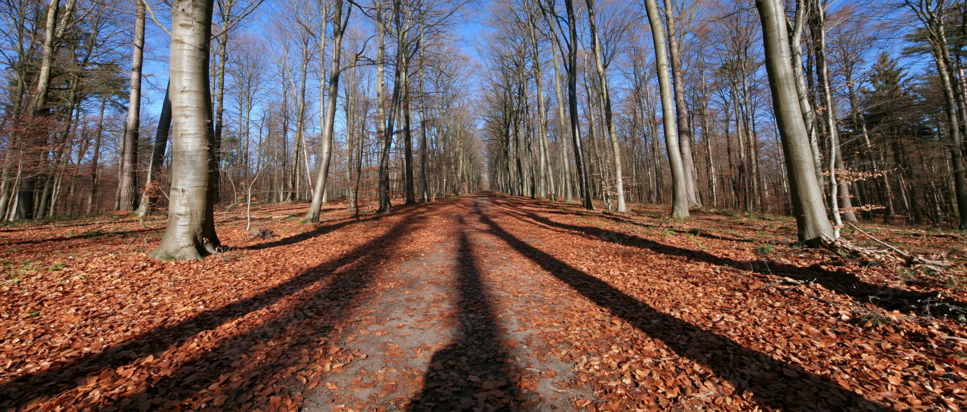 Wide dirt path covered in fallen autumn leaves through a forest of bare trees under a blue sky