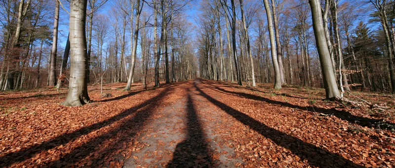 Wide dirt path covered in fallen autumn leaves through a forest of bare trees under a blue sky