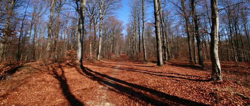 Dirt path through autumn forest covered in fallen leaves under bare trees