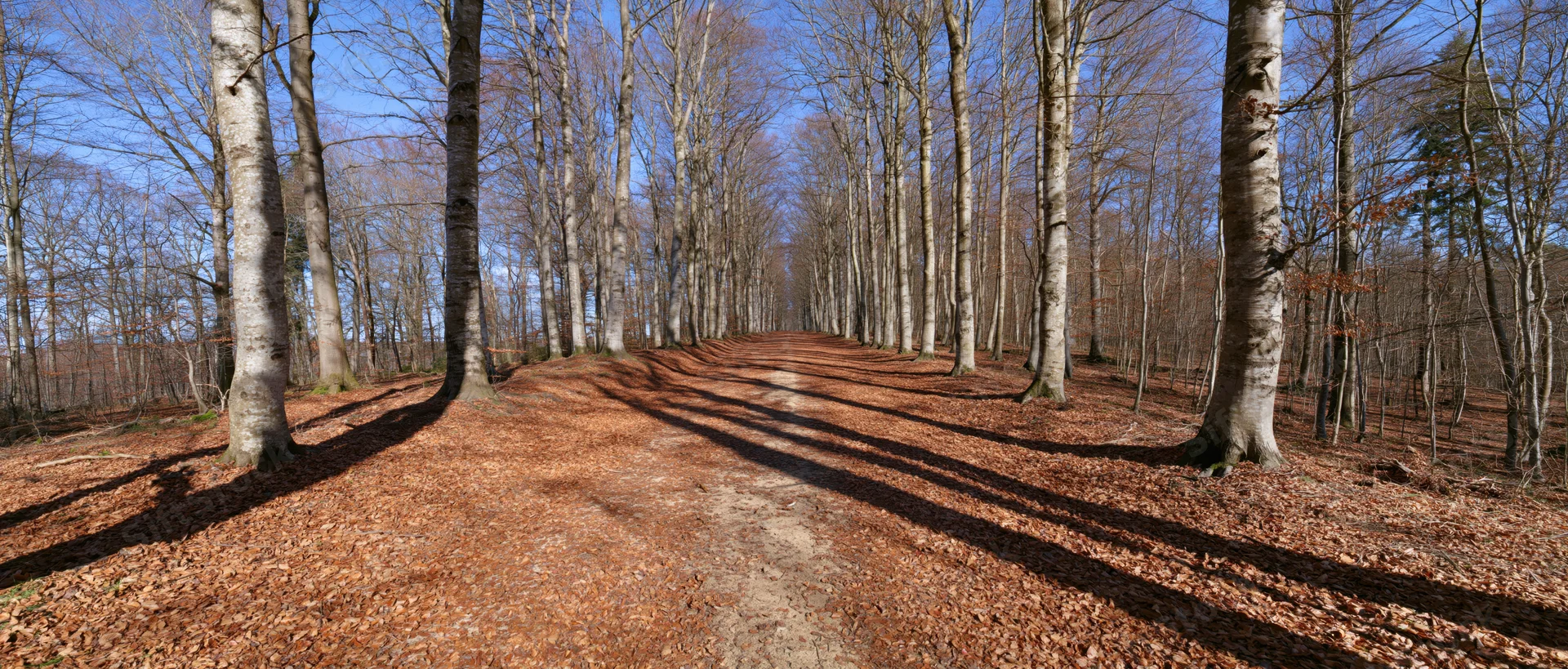 Dirt path lined with bare trees casting long shadows through autumn forest