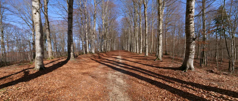 Dirt path lined with bare trees casting long shadows through autumn forest