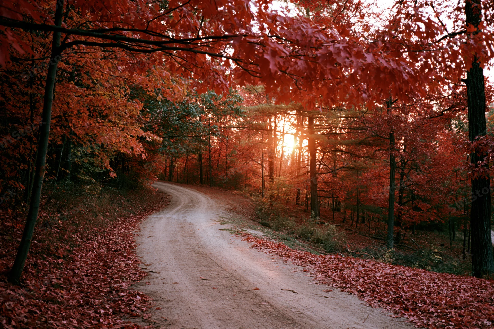 Winding dirt path through dense autumn forest with red foliage and sunlight filtering through trees