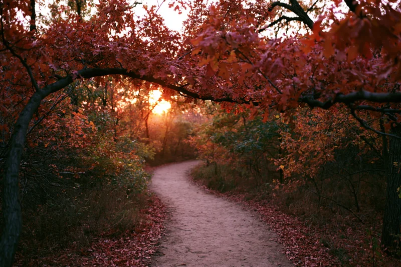 Winding dirt path through autumn forest at sunset with colorful foliage overhead