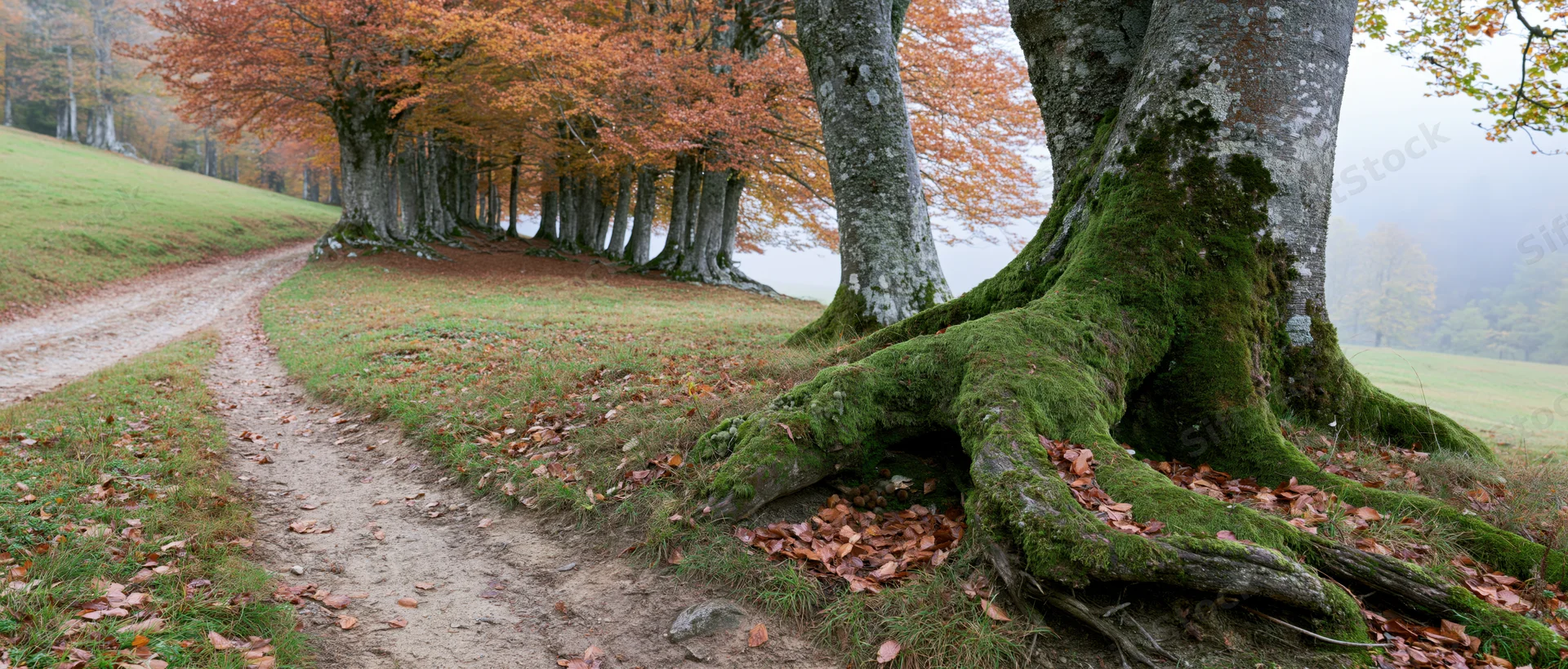 Winding dirt path through row of moss-covered beech trees in autumn forest