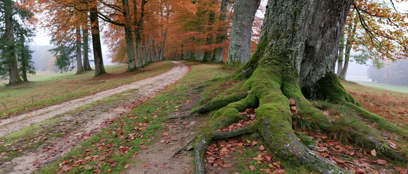 Winding dirt path through a row of tall deciduous trees in autumn forest with moss-covered roots and fallen leaves