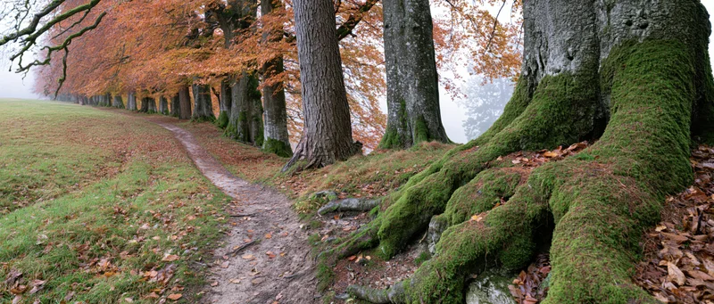 Winding dirt path lined with moss-covered tree roots and autumn foliage in a misty forest
