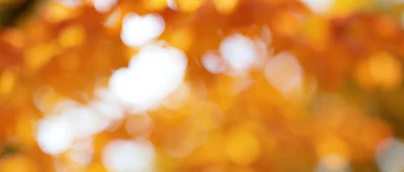 Blurred autumn leaves creating warm bokeh light in a forest canopy