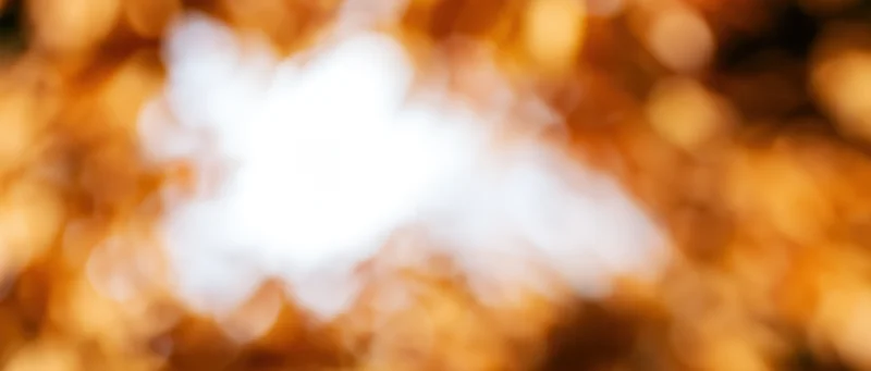 Abstract bokeh background of out-of-focus autumn leaves in warm golden tones