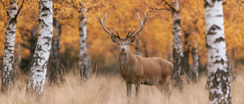 Red deer stag standing alert in an autumn birch forest