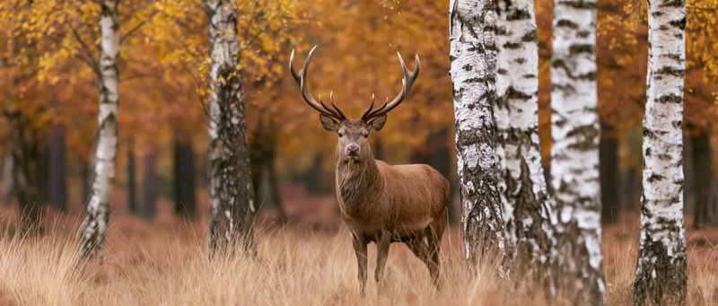 Red deer stag standing alert in an autumn birch forest