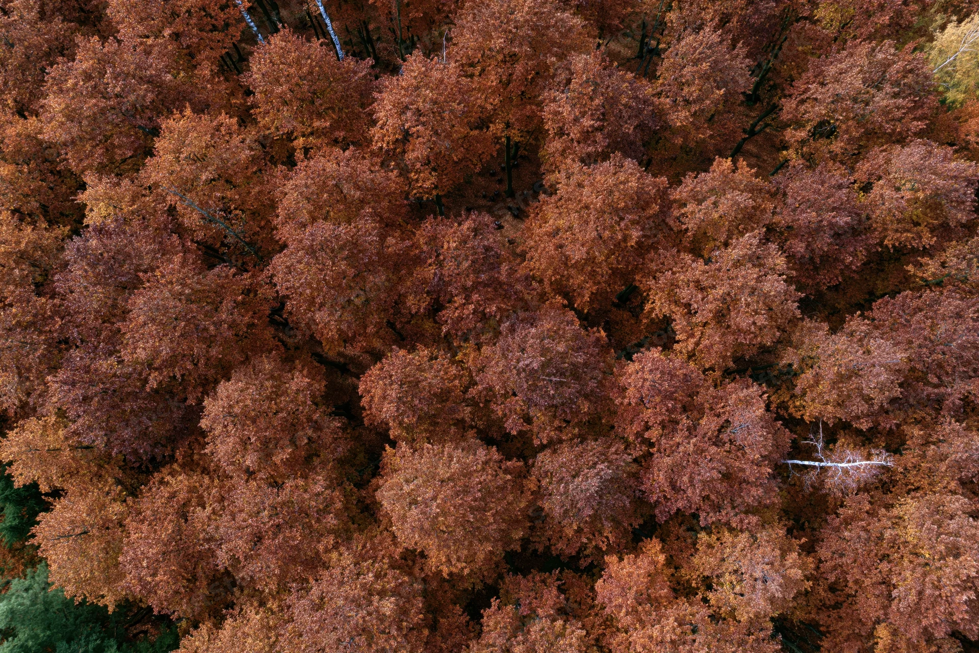 Aerial view of dense deciduous forest canopy in autumn with orange and brown foliage