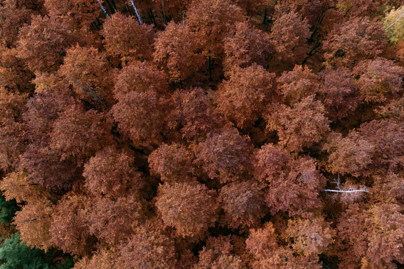 Aerial view of dense deciduous forest canopy in autumn with orange and brown foliage