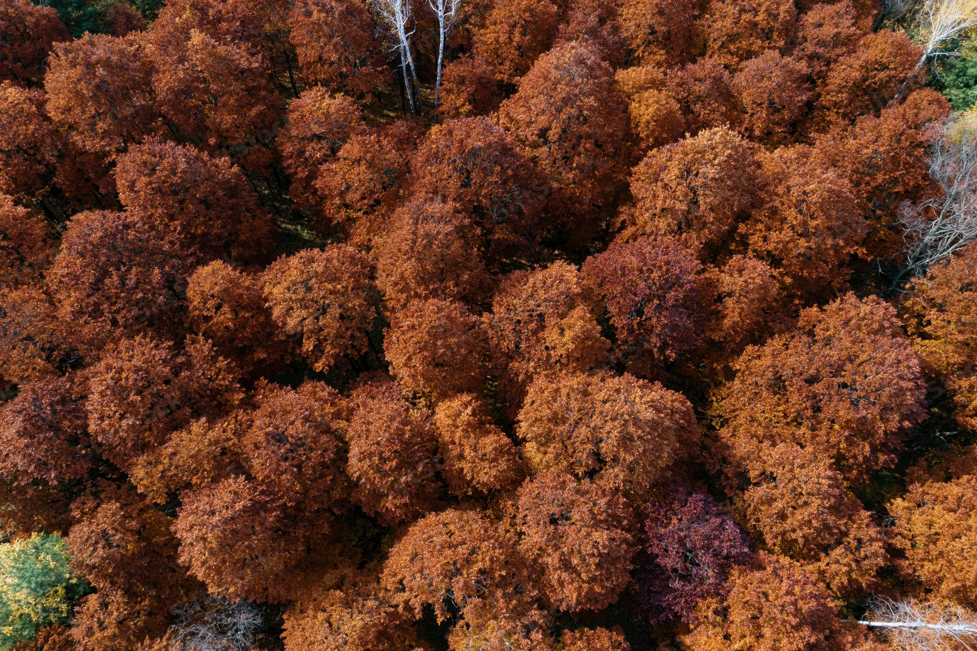 Aerial view of dense deciduous forest canopy in autumn with orange and brown foliage
