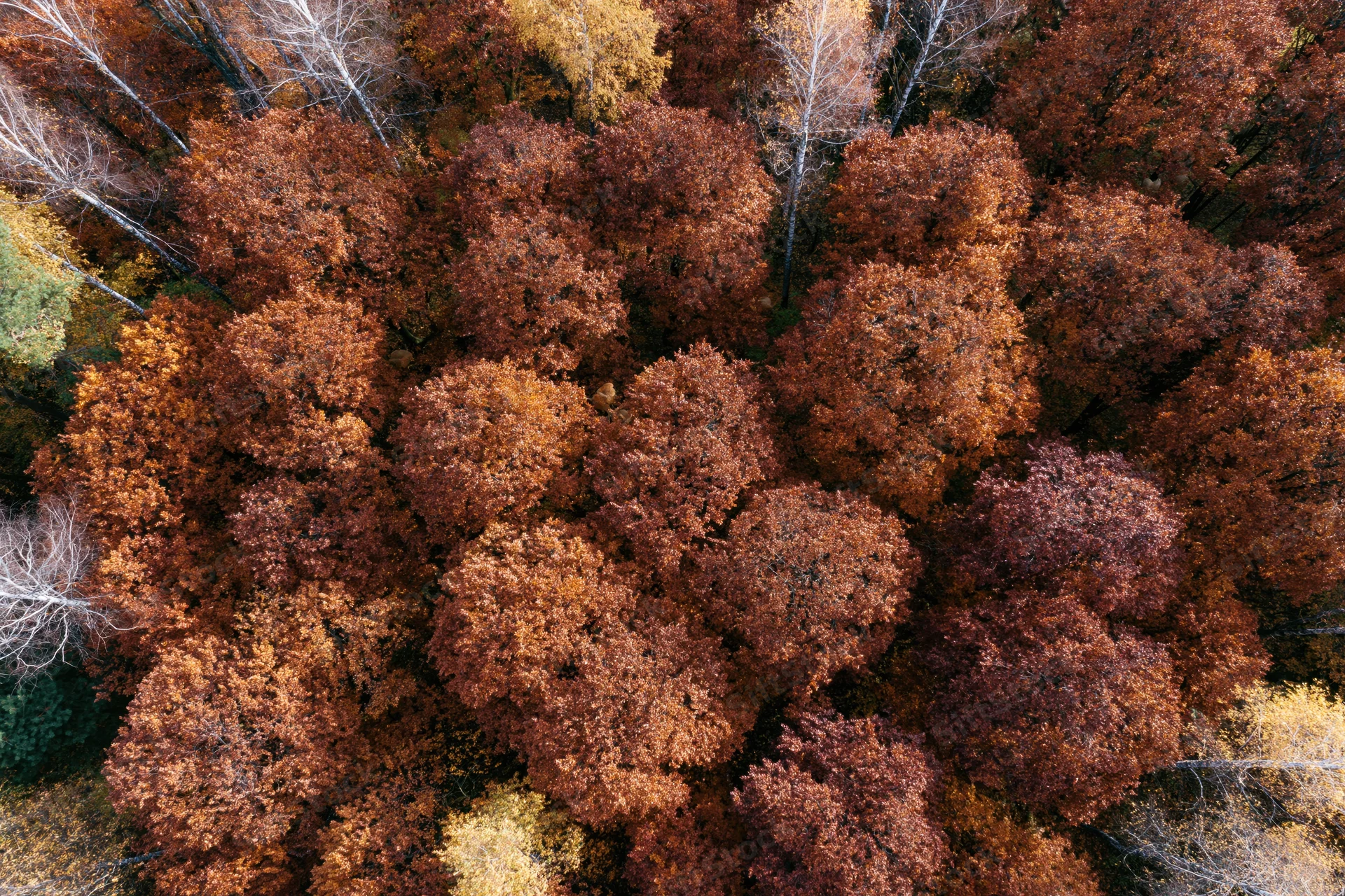 Aerial view of dense deciduous forest canopy in autumn with colorful foliage