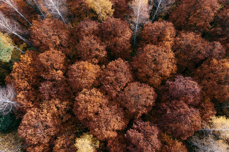 Aerial view of dense deciduous forest canopy in autumn with colorful foliage