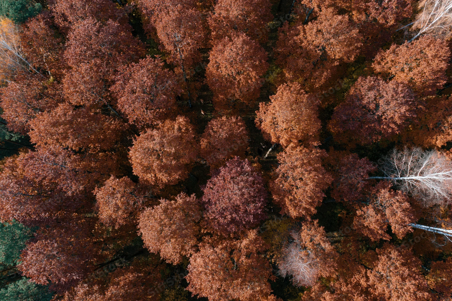 Aerial view of dense deciduous forest canopy in autumn with red orange and brown foliage
