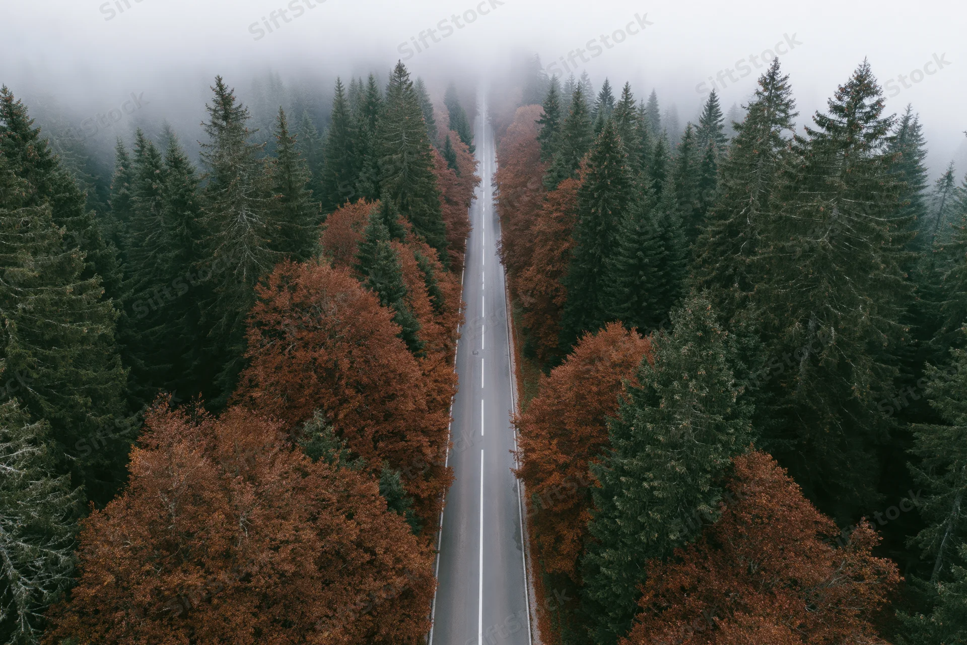 Aerial view of a straight narrow two-lane road through a dense forest of pine and beech trees in autumn fog