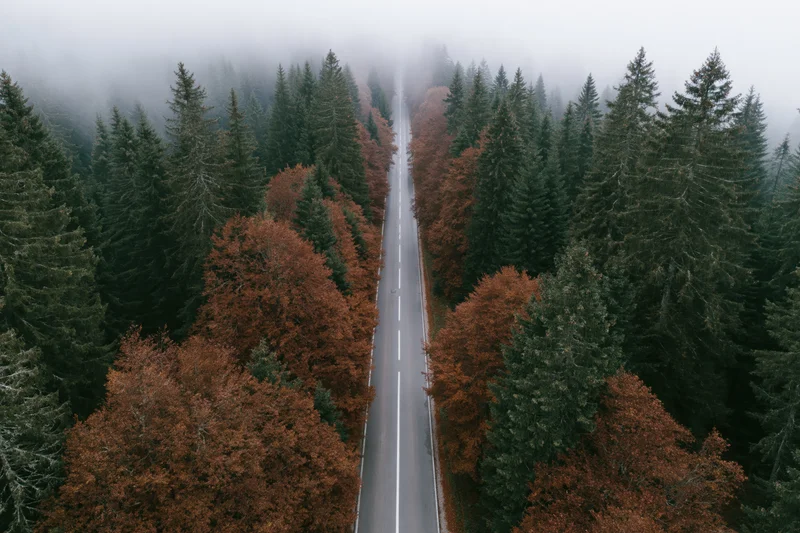 Aerial view of a straight narrow two-lane road through a dense forest of pine and beech trees in autumn fog